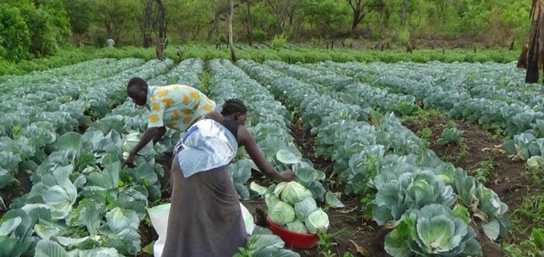 Your Partner in Growth Soluble fertilizer & Trace elements